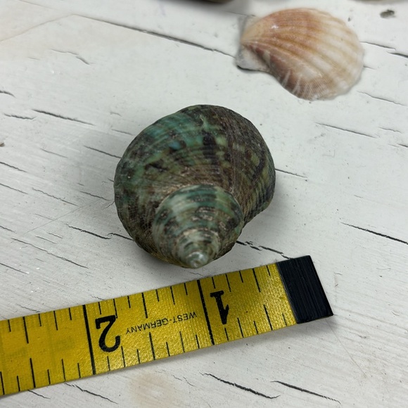 shells - Picture 10 of 15